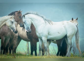 Berber, Stallion, 5 years, 15,2 hh, Brown Falb mold
