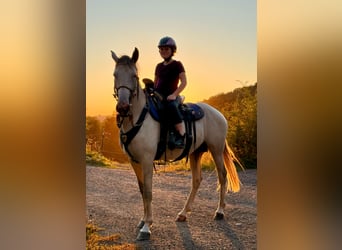 Berber, Stallion, 5 years, 15,2 hh, Brown Falb mold