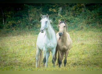 Berber, Stallion, 5 years, 15,2 hh, Brown Falb mold