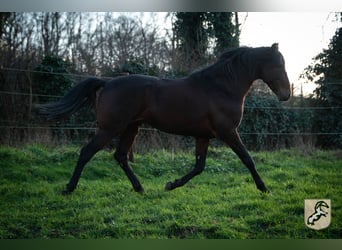 Berber, Stallion, 6 years, 15.1 hh, Bay-Dark