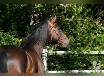 Berber, Stallion, 6 years, 15.1 hh, Bay-Dark
