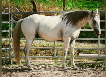 Berber, Stallion, 6 years, 15.2 hh, Brown Falb mold