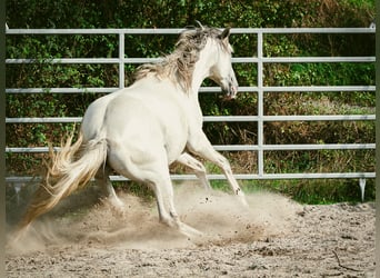 Berber, Stallion, 6 years, 15.2 hh, Brown Falb mold