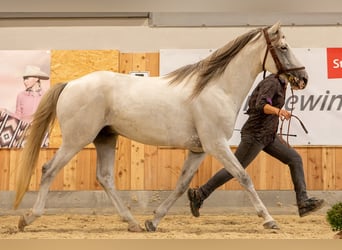 Berber, Stallion, 6 years, 15.2 hh, Brown Falb mold