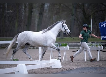 Berber, Stallion, 6 years, 15,2 hh, Brown Falb mold