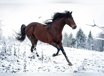 Berber, Stallion, 7 years, 15.1 hh, Bay-Dark