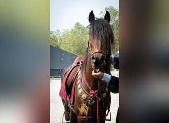 Berber, Stallion, 8 years, 15,1 hh, Bay-Dark