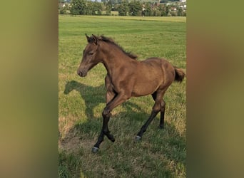 Berber, Stallion, Foal (02/2026), 15.1 hh