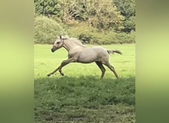 Berber, Stallion, Foal (04/2026), 15.1 hh, Palomino