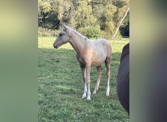Berber, Stallion, Foal (04/2026), 15.1 hh, Palomino