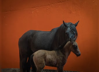 Berber, Stallion, Foal (03/2023), 15 hh, Can be white