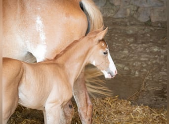 Berber, Stallion, Foal (07/2025), 15 hh, Can be white
