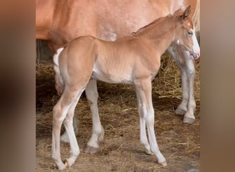 Berber, Stallion, Foal (07/2025), 15 hh, Can be white