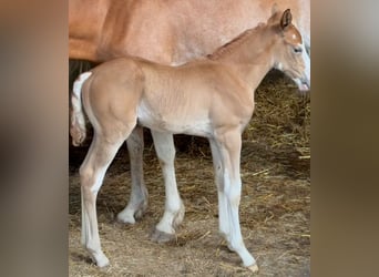 Berber, Stallion, Foal (07/2025), 15 hh, Can be white