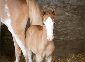 Berber, Stallion, Foal (07/2025), 15 hh, Can be white