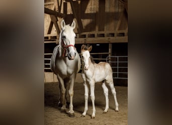 Berber, Stallion, , 15,1 hh, Brown Falb mold