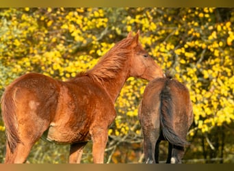 Berber, Stallion, Foal (05/2025), 15,1 hh, Chestnut-Red