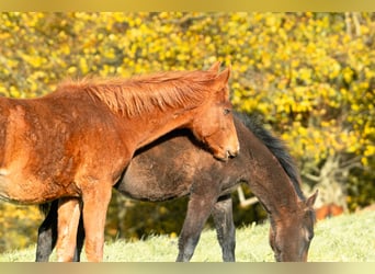Berber, Stallion, Foal (05/2025), 15,1 hh, Chestnut-Red