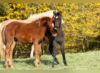 Berber, Stallion, Foal (05/2025), 15,1 hh, Chestnut-Red