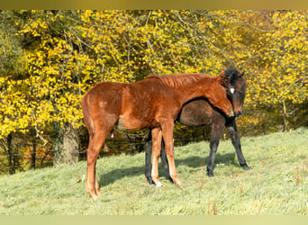 Berber, Stallion, Foal (05/2025), 15,1 hh, Chestnut-Red