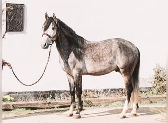 Berber, Stallion, 5 years, 14,2 hh, Gray-Blue-Tan