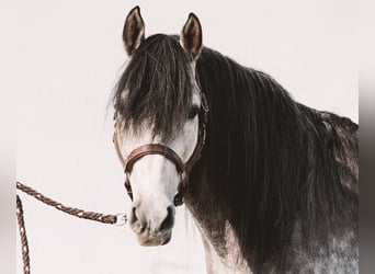 Berber, Stallion, 5 years, 14,2 hh, Grey-Blue-Tan