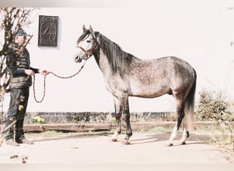 Berber, Stallion, 5 years, 14,2 hh, Grey-Blue-Tan