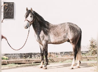 Berber, Stallion, 5 years, 14,2 hh, Grey-Blue-Tan