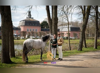Berber, Stallion, 11 years, 14,3 hh, Grey-Dapple