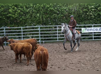 Berber, Stallion, 11 years, 14,3 hh, Grey-Dapple