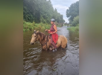 Berber, Stute, 12 Jahre, 154 cm, Falbe