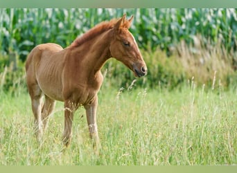 Berber, Stute, 2 Jahre, 154 cm, Fuchs