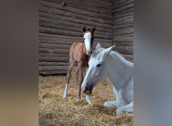 Berber, Stute, 2 Jahre