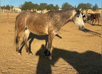 Berber, Stute, 3 Jahre, 154 cm