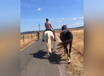 Berber, Stute, 3 Jahre, 155 cm, Schimmel