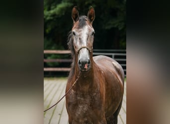 Berber, Stute, 3 Jahre, 156 cm, Schimmel