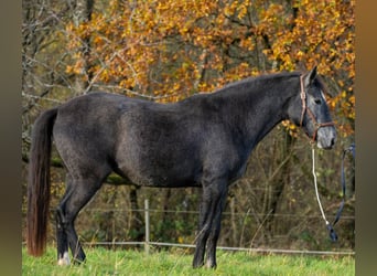 Berber, Stute, 3 Jahre, 158 cm, Schimmel