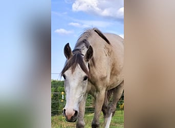 Berber, Stute, 3 Jahre