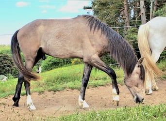 Berber, Stute, 3 Jahre