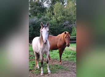 Berber, Stute, 3 Jahre