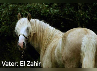 Berber, Stute, 3 Jahre