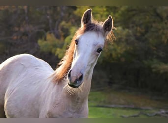 Berber, Stute, 3 Jahre