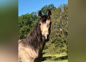 Berber, Stute, 3 Jahre