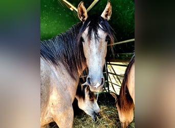 Berber, Stute, 3 Jahre