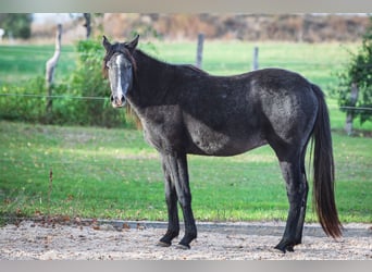 Berber, Stute, 3 Jahre, Rappschimmel