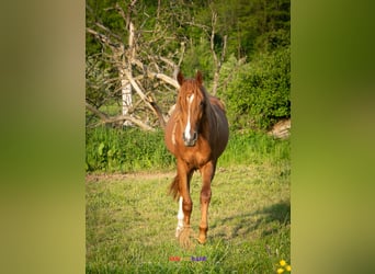 Berber, Stute, 4 Jahre, 155 cm, Rotfuchs