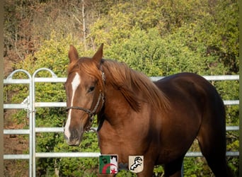 Berber, Stute, 4 Jahre, 155 cm, Rotfuchs