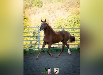 Berber, Stute, 4 Jahre, 155 cm, Rotfuchs