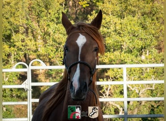 Berber, Stute, 4 Jahre, 155 cm, Rotfuchs