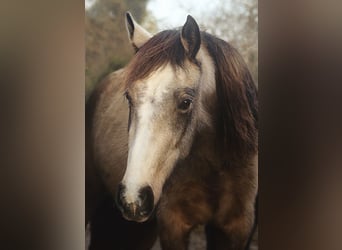 Berber, Stute, 4 Jahre, Buckskin